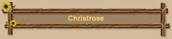 Christrose