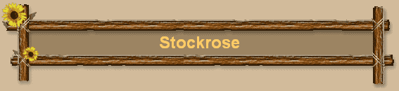 Stockrose
